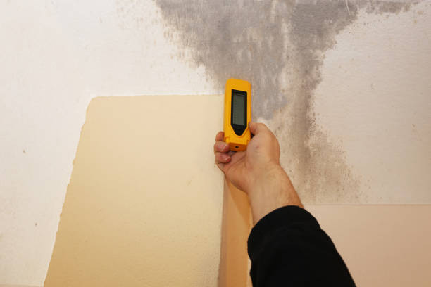 Best Residential Mold Inspection & Testing  in Celoron, NY