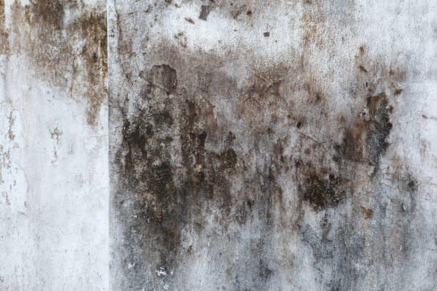 Trusted Celoron, NY Mold Removal Experts