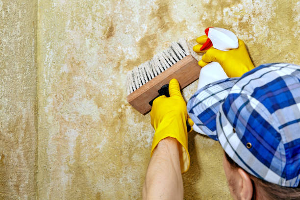 Best Air Quality Testing for Mold Spores  in Celoron, NY