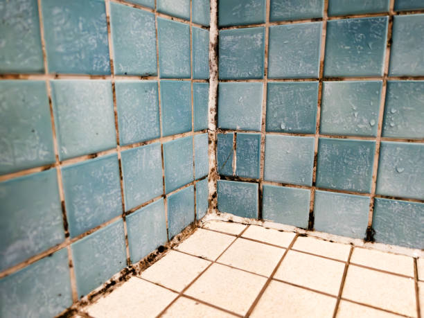 Best Commercial Mold Inspection  in Celoron, NY