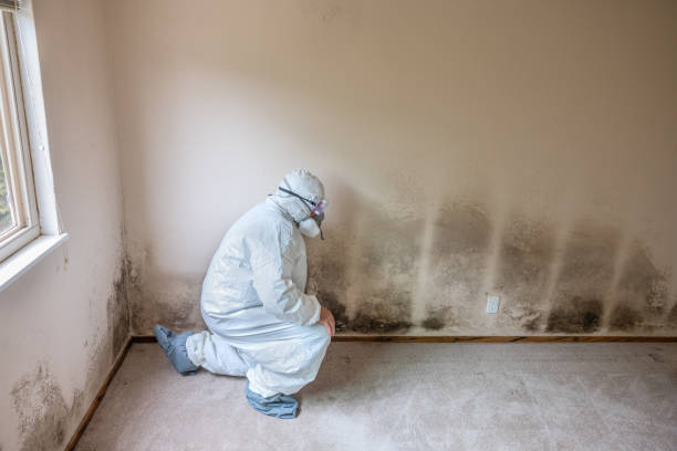 Best Post-Construction Mold Inspection  in Celoron, NY
