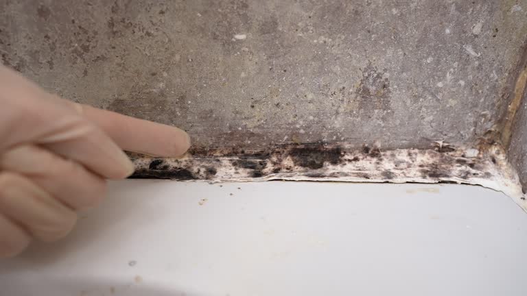 Best Industrial Mold Remediation  in Celoron, NY