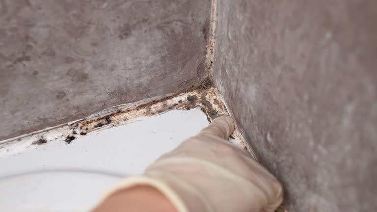 Best Biohazard Mold Removal  in Celoron, NY